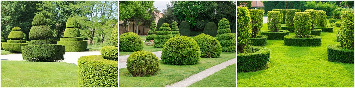 BeauJardin - service - élagage